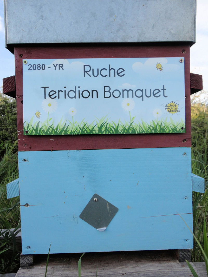 La ruche Teridion Bomquet